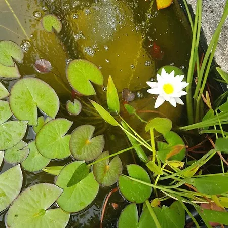 לינה וארוחת בוקר La Terre Brulee