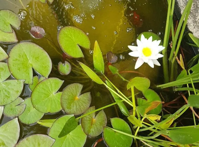Bed & Breakfast La Terre Brûlée